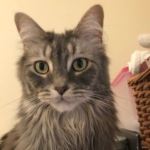 Meet your Posher, Maddie